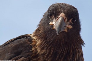Caracara wondering if I am available for lunch