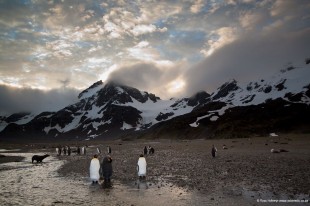 Right Whale Bay on South Georgia - diversity, desolation, life and death