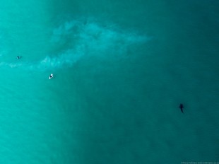 Whale Shark and surfers