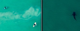 Whale_Shark_Surfers_Same_Scale